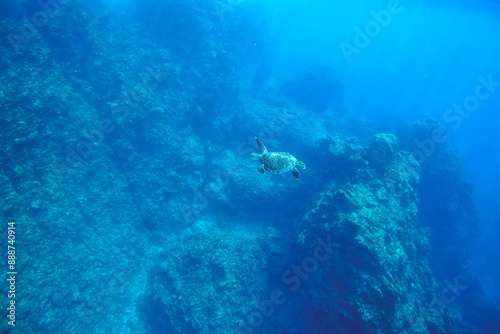 ゆったり泳ぐ美しく大きなアオウミガメ（ウミガメ科）。東京都伊豆諸島式根島-2020年10月3日A beautiful, large Green sea turtle (Chelonia mydas) swims leisurely. 