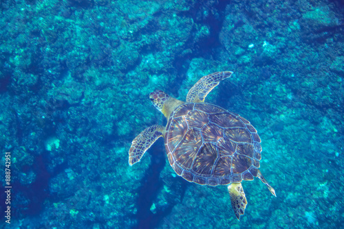 ゆったり泳ぐ美しく大きなアオウミガメ（ウミガメ科）。東京都伊豆諸島式根島-2020年10月3日A beautiful, large Green sea turtle (Chelonia mydas) swims leisurely. 