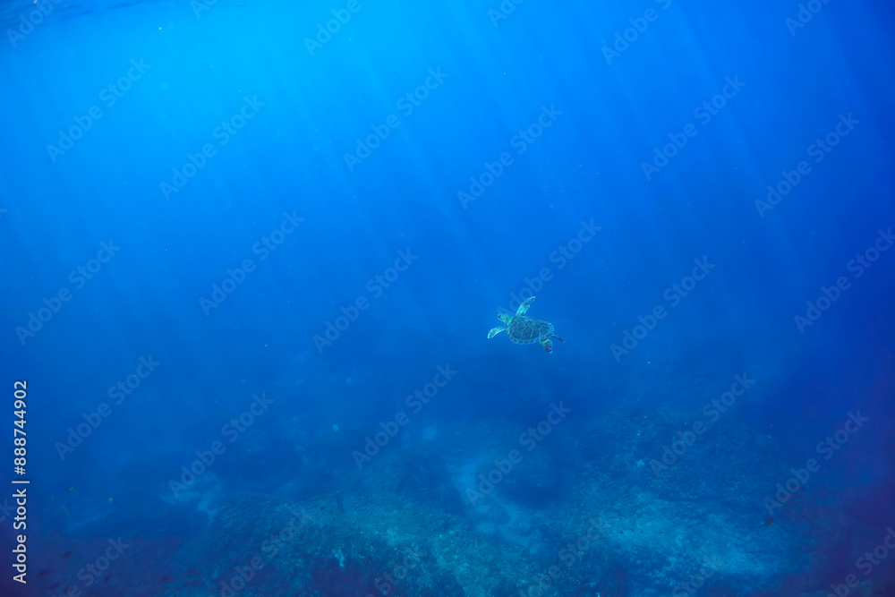 ゆったり泳ぐ美しく大きなアオウミガメ(ウミガメ科)。
東京都伊豆諸島式根島-2020年10月3日
A beautiful, large Green sea turtle (Chelonia mydas) swims leisurely.
ゆったり泳ぐ美しく大きなアオウミガメ(ウミガメ科)。
東京都伊豆諸島式根島-2020年10月3日
A beautiful, large Green sea turtle (Chelonia mydas) swims leisurely.