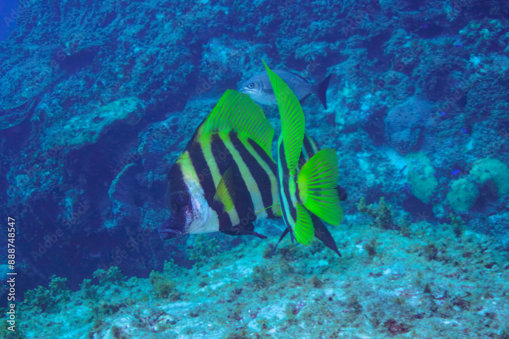 Fototapeta premium 美しく大きなテングダイ（カワビシャ科）他の群れ。東京都伊豆諸島式根島-2020年10月3日A beautiful and large Banded boarhead (Striped boarfish) and others. 