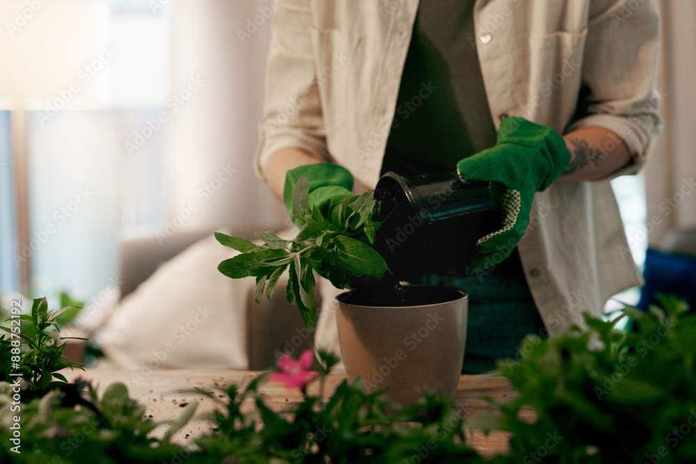 Florist, potting plant and hands with gloves, horticulturist and botany hobby with gardener in home. Sustainability, growth and nature care for spring for transplanting, repotting and person in house Florist, potting plant and hands with gloves, horticulturist and botany hobby with gardener in home. Sustainability, growth and nature care for spring for transplanting, repotting and person in house