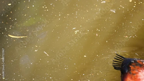 Maccoa Duck Swimming in Zoo Pond photo