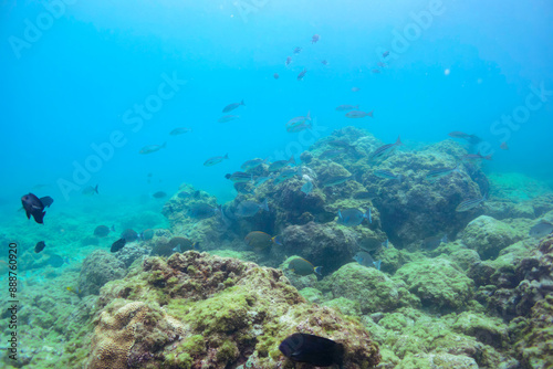 Wallpaper Mural 美しいニセカンランハギ、ニザダイ（ニザダイ科）他の群れ。

東京都伊豆諸島式根島-2020年10月3日

Pencil surgeonfish (Acanthurus dussumieri)
Sawtail (Prionurus scalprum)  Torontodigital.ca