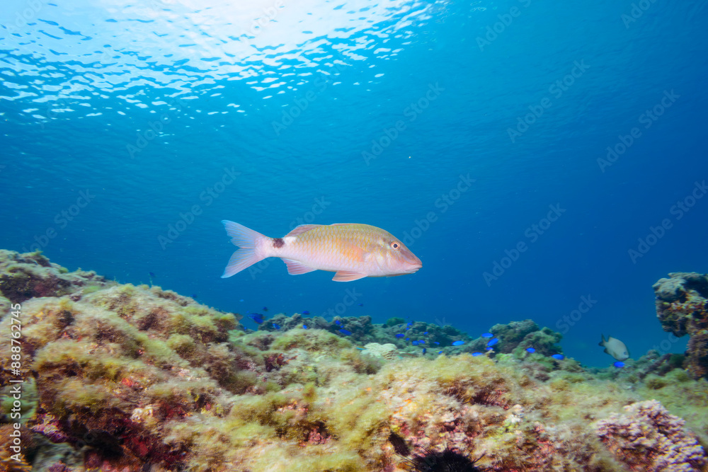 Fototapeta premium 美しいホウライヒメジ(ヒメジ科)の他群れ。東京都伊豆諸島式根島-2020年10月3日Whitesaddle goatfish (Parupeneus ciliatus)