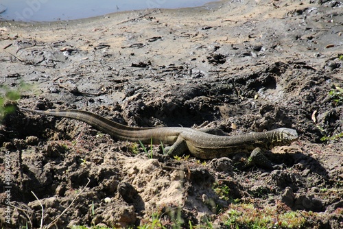 Waran am Flussufer in Südafrika photo