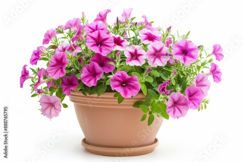 Wallpaper Mural Solitary petunia pot on white backdrop Torontodigital.ca