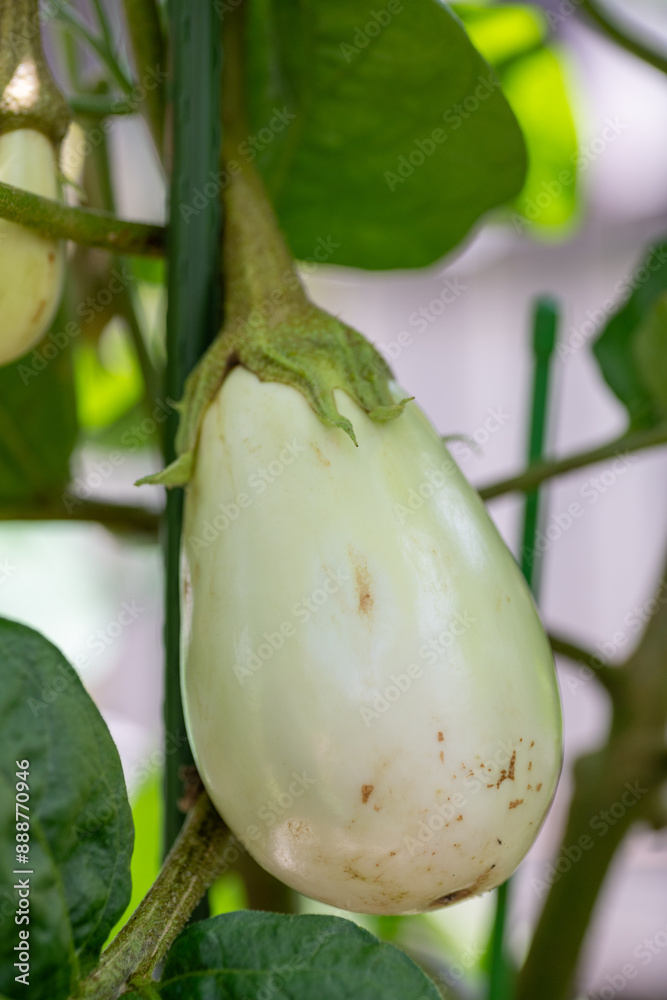 White eggplant (Solanum melongena var.esculentum) before harvest