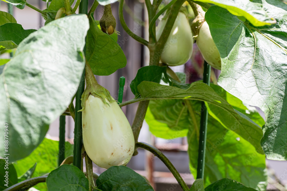 White eggplant (Solanum melongena var.esculentum) before harvest