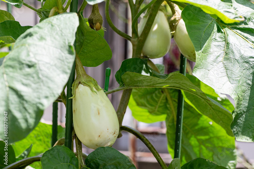 Obraz na płótnie White eggplant (Solanum melongena var.esculentum) before harvest w salonie