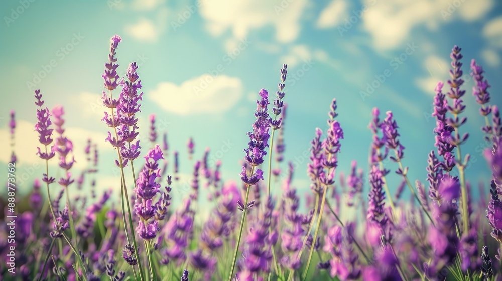 Blooming lavender field under blue sky