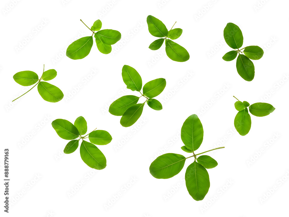 Obraz premium Flying green leaves isolated on transparent background. 