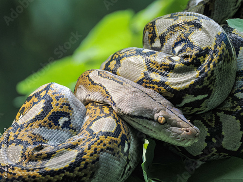 close up of a python