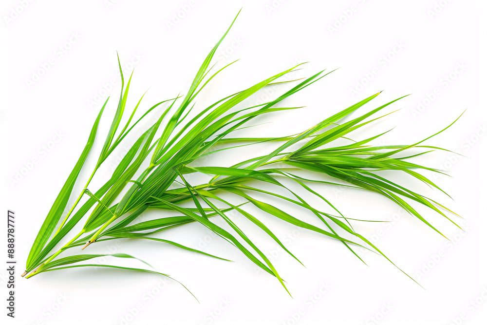 a green plant with long leaves a green plant with long leaves