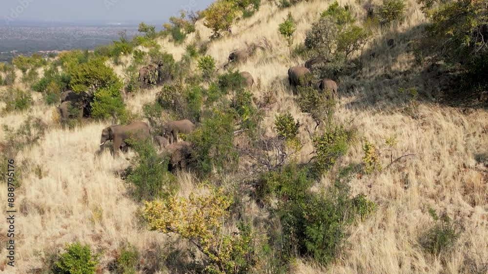 Wild Elephants At Rustenburg North West South Africa. Wildness Safari Scene Of Game Drive With Big Five Animals. Nature Sky Clouds Sky Forest. Nature Agro Rural Panoramic. Rustenburg North West. Wild Elephants At Rustenburg North West South Africa. Wildness Safari Scene Of Game Drive With Big Five Animals. Nature Sky Clouds Sky Forest. Nature Agro Rural Panoramic. Rustenburg North West.
