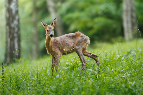 Roe deer - Capreolus capreolus - walking through a meadow with a birch forest in the background