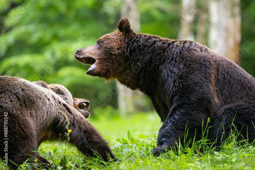 Wallpaper Mural Brown bears fighting in the forest Torontodigital.ca