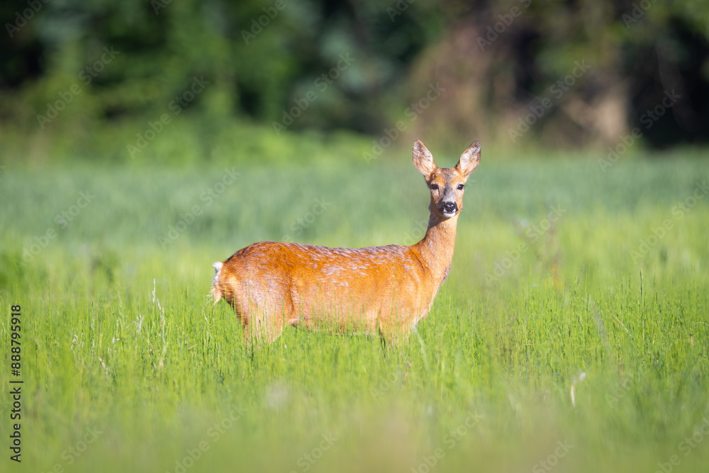 Fototapeta premium Roe deer with beautiful antlers stands in the meadow (capreolus capreolus) wildlife scenery
