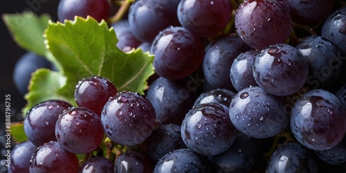 A background of dark purple grapes with water drops. photo