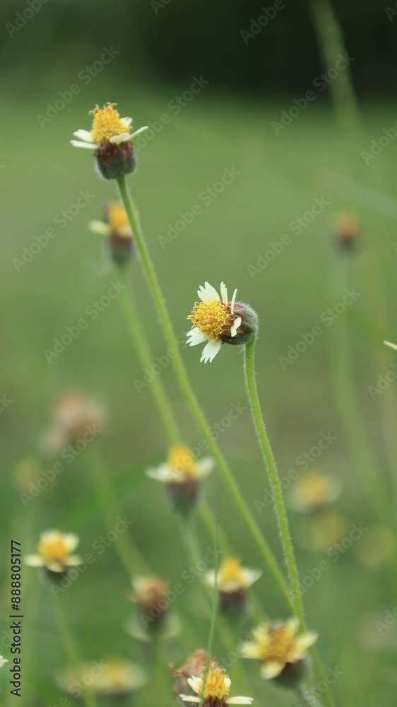 Nature background Nature background