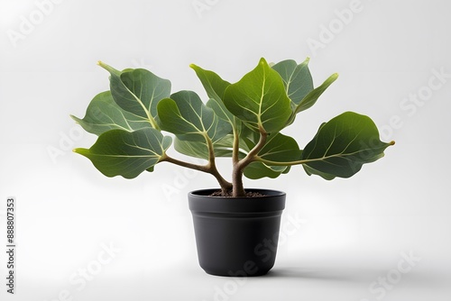 Bengal fig plant in white pot white background, AI Generated photo