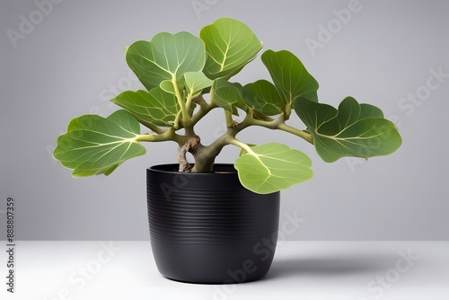 Bengal fig plant in white pot white background, AI Generated photo
