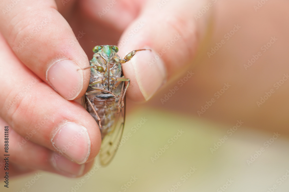 Obraz premium ヒグラシのお腹を見せる手元(コピースペース)