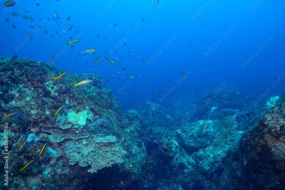 Fototapeta premium ゆったり泳ぐ美しく大きなアオウミガメ(ウミガメ科)とタカベ(タカベ科)の群れ。 東京都伊豆諸島式根島-2020年10月 Green sea turtle (Chelonia mydas, family Turtles) Yellowstriped Butterfish (Labracoglossa argentiventris).