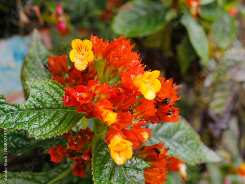 Alloplectus is a neotropical plant in the flowering plant family, very beautiful to grow in the yard.