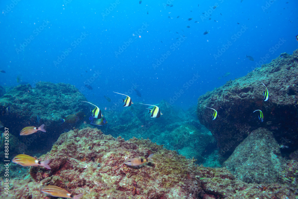Fototapeta premium ツノダシ（ツノダシ科）、サザナミヤッコ（キンチャクダイ科）、チョウチョウウオ（チョウチョウウオ科）、アカヒメジ（ヒメジ科）他群れ。 伊豆諸島式根島-2020年10月 Zebra angelfish (Pomacanthus semicirculatus) Oriental ButterflyFish (Chaetodon aurites) Yellowfin goatfish (Mulloidic