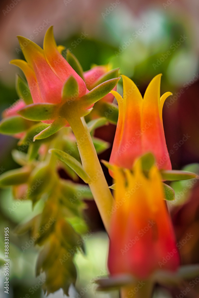 Vertical macro photography of colorful echeveria flowers on blurred background. Vertical macro photography of colorful echeveria flowers on blurred background.