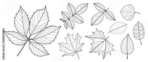 Outline of different types of leaves isolated on white background. Foliage, maple leaves, branches. Hand drawn vector botanical illustration