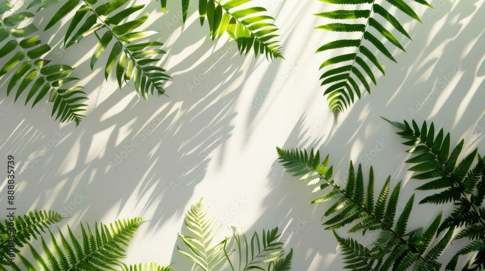 Obraz premium Fern leaves casting shadows on white wall