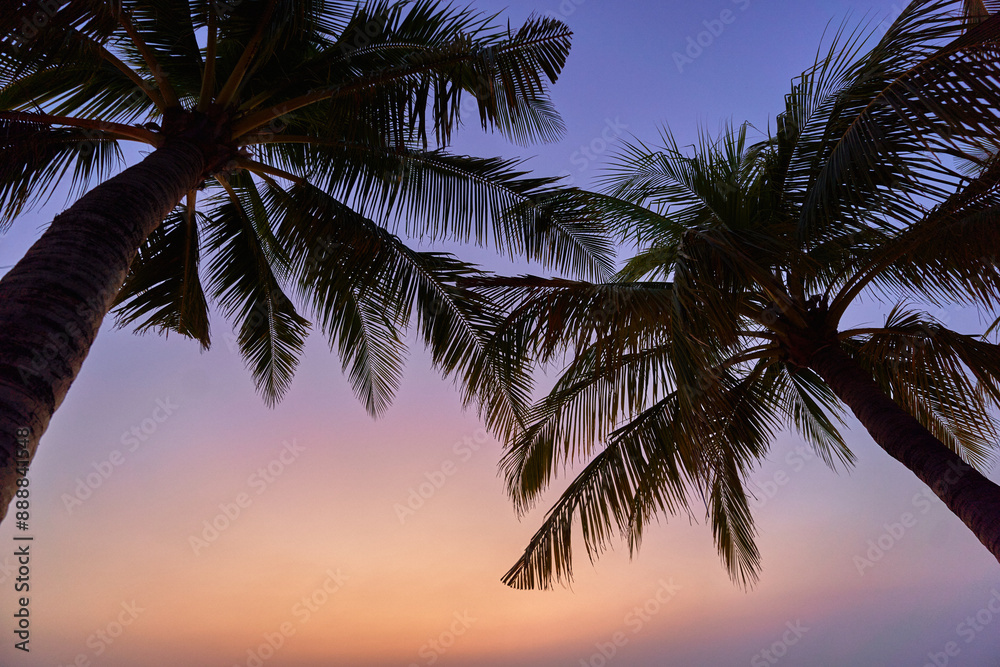 Wallpaper of silhouette of a tall palm tree against a gradient idyllic sky Wallpaper of silhouette of a tall palm tree against a gradient idyllic sky
