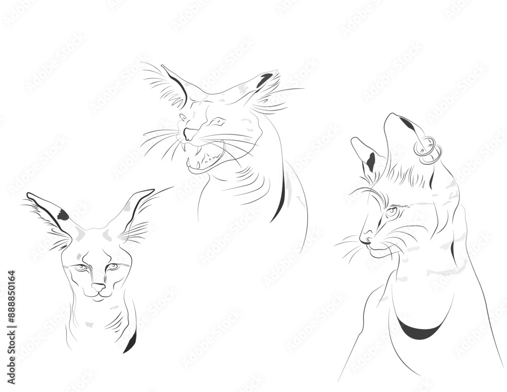 Obraz premium Serval Cat 