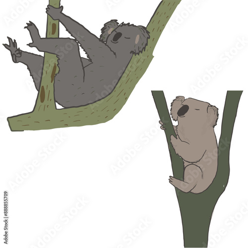 Photography Set of sleeping koalas isolated on the tree.