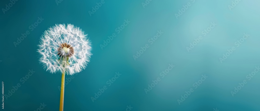 Obraz premium A dandelion floats in the wind against a blue backdrop Its soft, blurred silhouette amplifies its delicate presence
