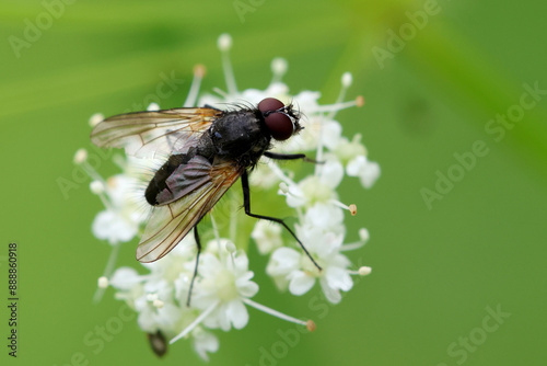 Photography Insect