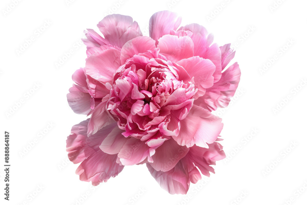 Blossoming peony petals isolated on transparent background Blossoming peony petals isolated on transparent background