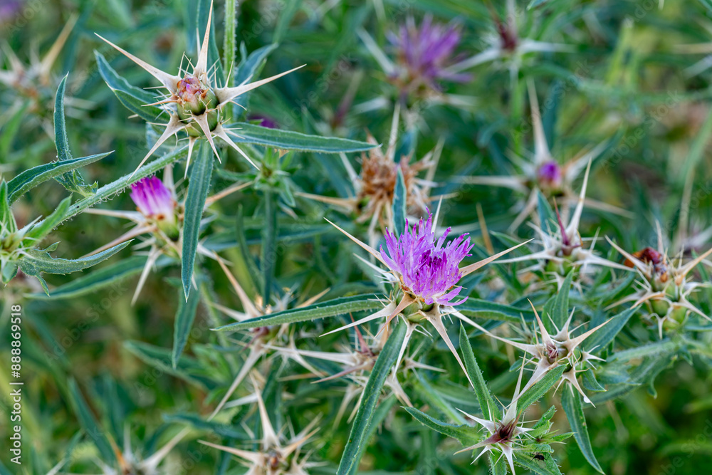 Centaurea calcitrapa. Plant with star thistle flowers and spikes. Caltrops. Red star-thistle. Centaurea calcitrapa. Plant with star thistle flowers and spikes. Caltrops. Red star-thistle.