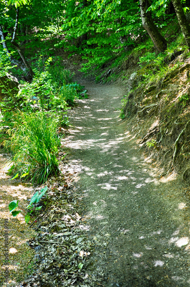 Path in the forest in Yedi Goller (Seven Lakes) National Park, Bolu, Turkey Path in the forest in Yedi Goller (Seven Lakes) National Park, Bolu, Turkey