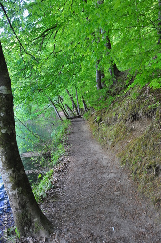 Path in the forest in Yedi Goller (Seven Lakes) National Park, Bolu, Turkey photo