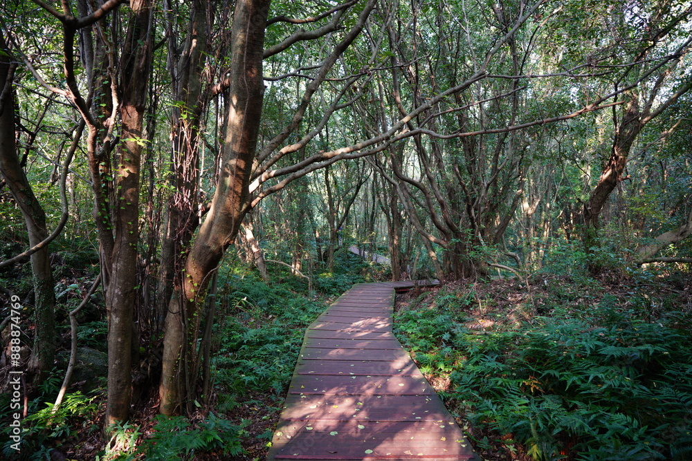 Obraz premium fine forest walkway in the gleaming sunlight