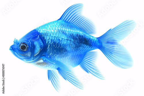 a blue fish with white fins