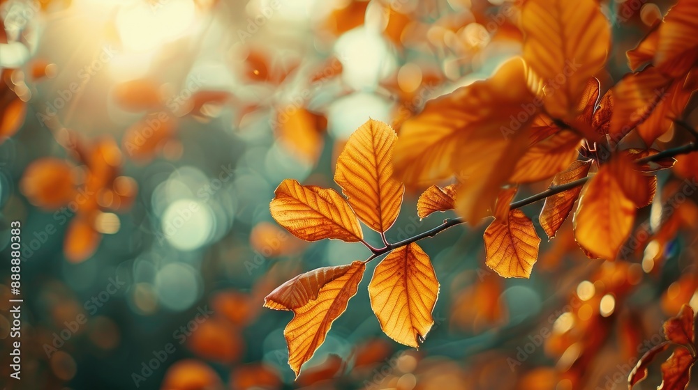 Fall Foliage Tree Leaves in Autumn Fall Foliage Tree Leaves in Autumn
