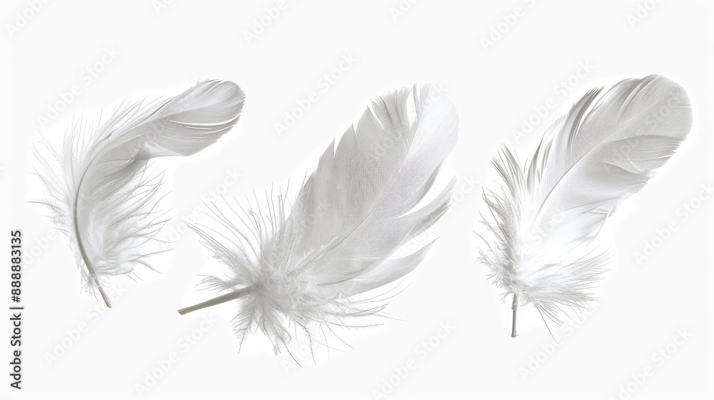 White feathers fly in the air, isolated on a white background White feathers fly in the air, isolated on a white background
