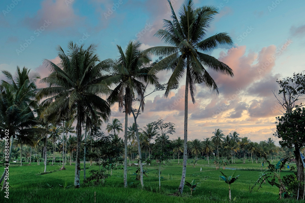 Beautiful scenery of coconut trees in the village in Yogyakarta, under afternoon sky Beautiful scenery of coconut trees in the village in Yogyakarta, under afternoon sky