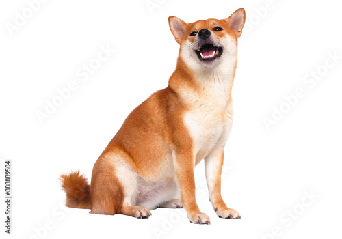 Smiling Shiba Inu with Eyes Closed sitting comfortably against a clean white background
