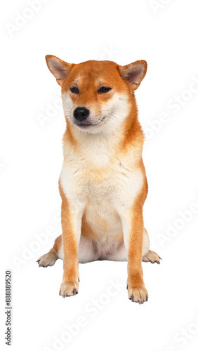 Smiling Shiba Inu with Eyes Closed sitting comfortably against a clean white background