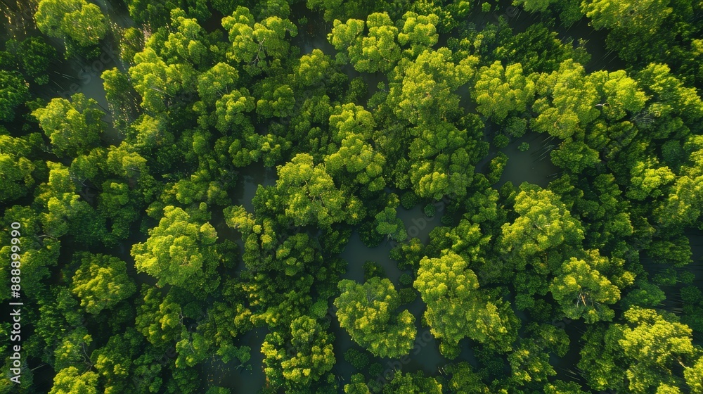 Naklejka premium Mangrove forest. Biodiversity. Environment