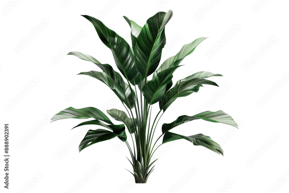 Fototapeta premium Cordyline plant isolated on transparent background